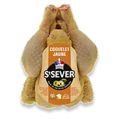 Coquelet jaune - St Sever